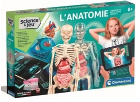 L'anatomie